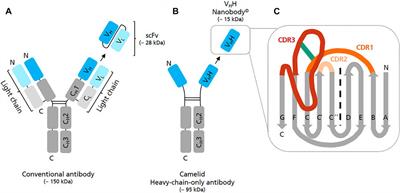 A Cell-free Expression Pipeline for the Generation and Functional Characterization of Nanobodies